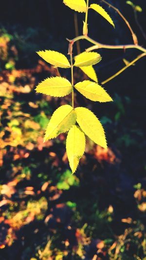 Close-up of fresh green leaves