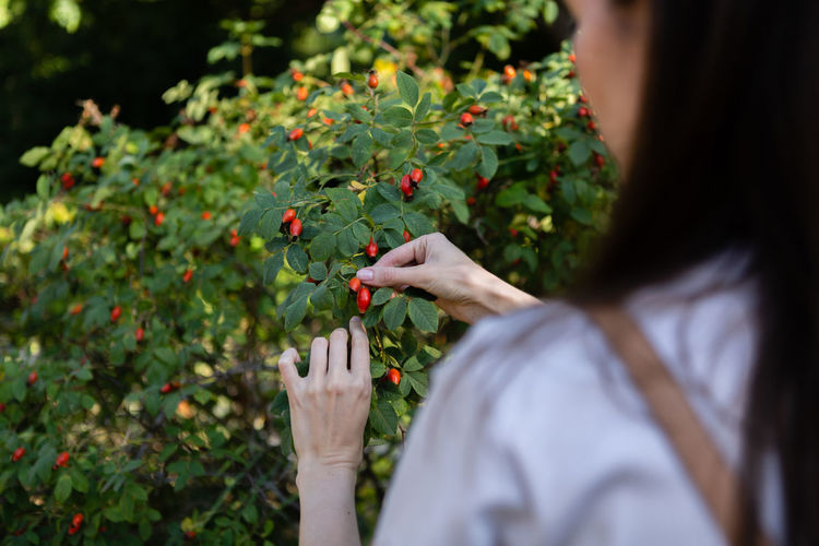 A woman collects rosehip berries from a green bush