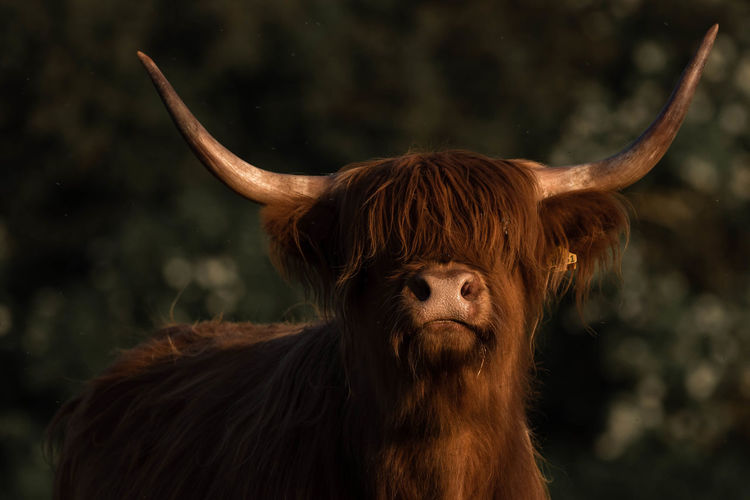 Highland cow portrait