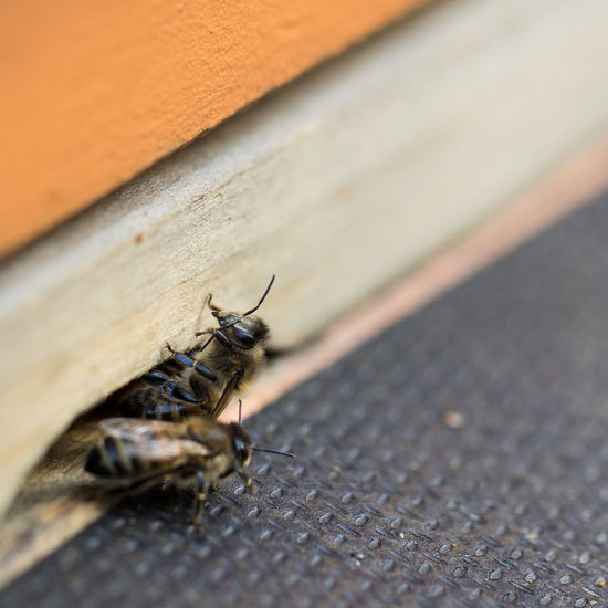 Close-up of insect on wall