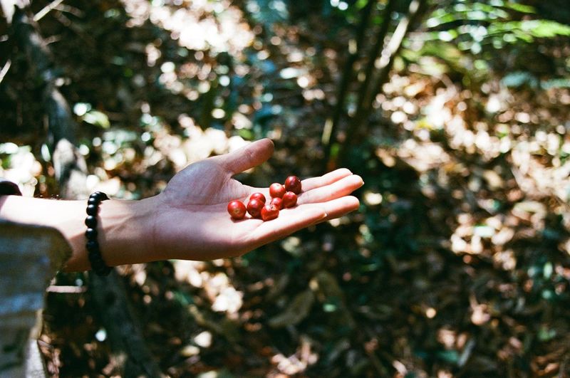Cropped image of hand holding fruit against tree