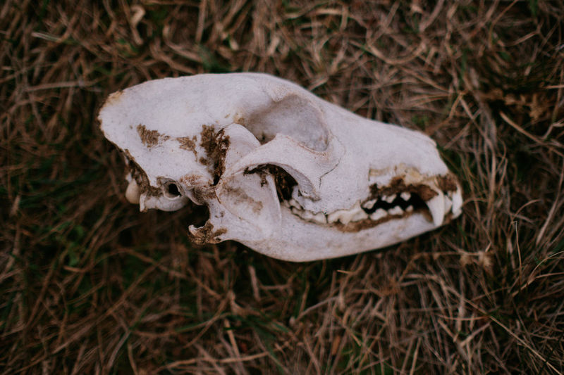High angle view of mammal scull on field