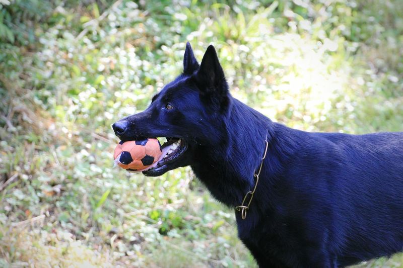 Side view of dog carrying ball in mouth on field