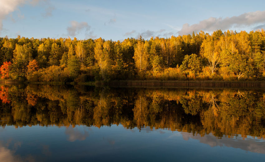 Reflection of trees in calm lake