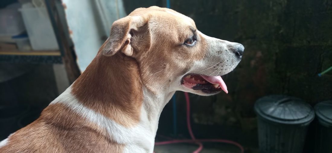 Close-up of dog