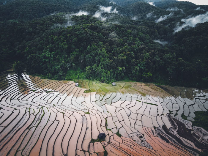 Aerial view of rice paddy