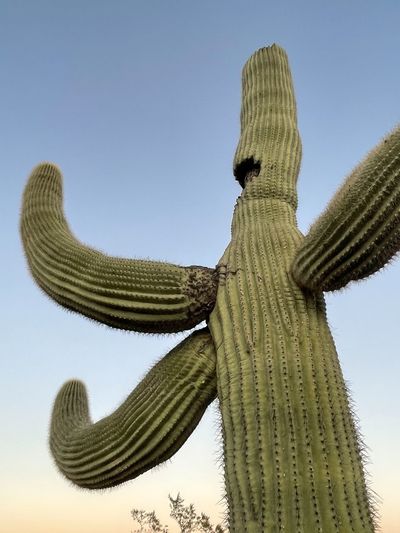 Close-up of saguaro cactus against blue background