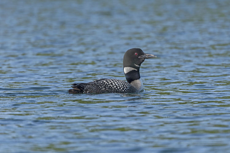 Loon calling on ottertrack lake in quetico provincial park