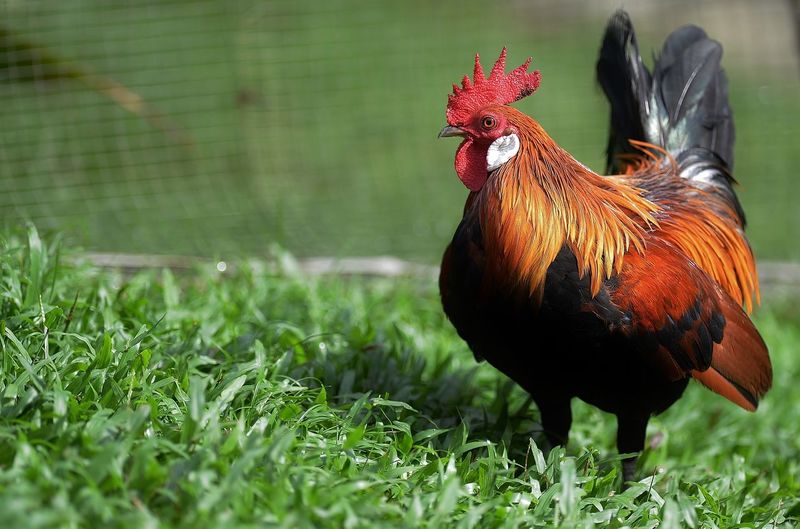 Rooster on grass