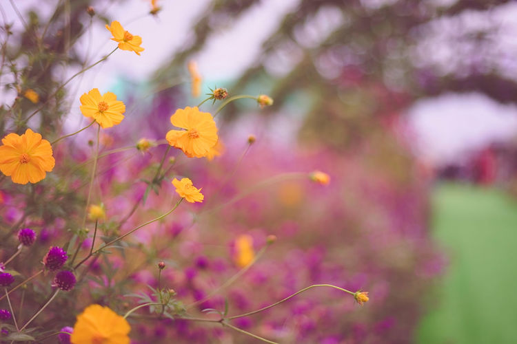 Close-up of yellow flowering plant