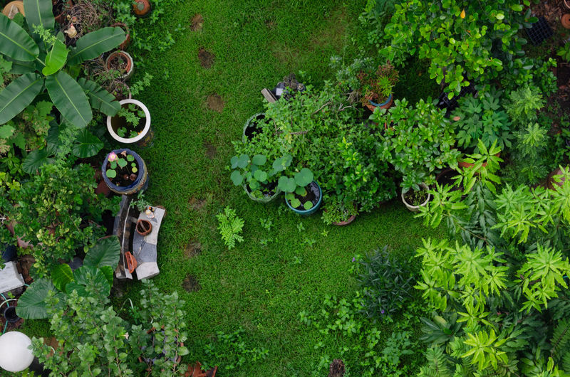High angle view of woman standing by plants