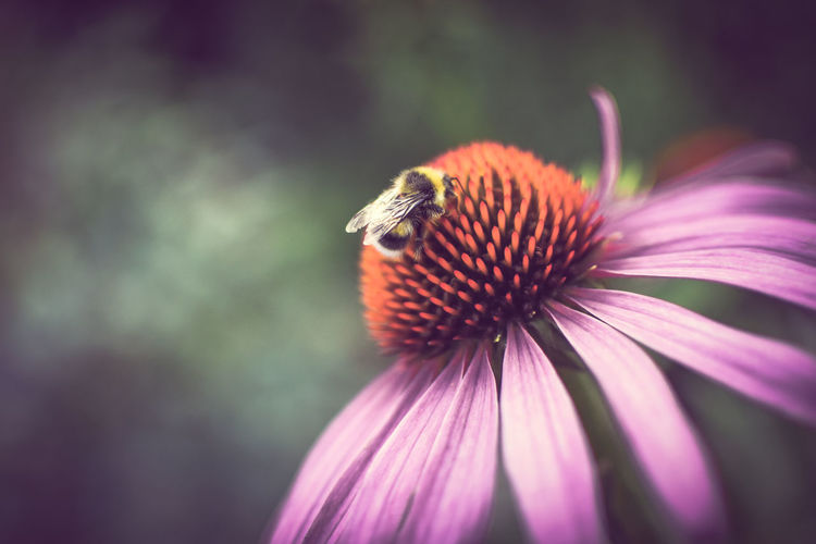 Close-up of honey bee pollinating on purple cone flower
