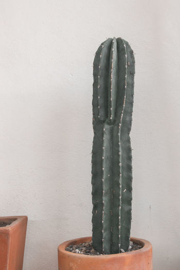 Close-up of cactus on table against wall