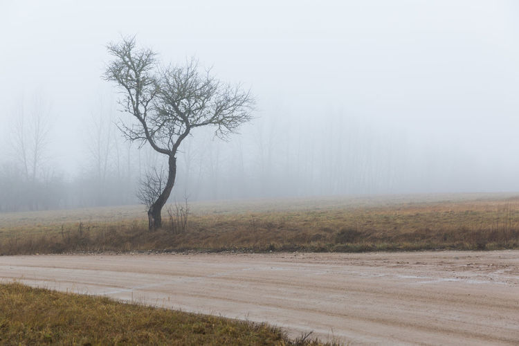 Bare tree on field against sky