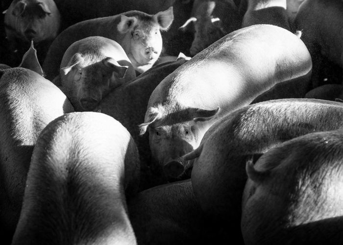High angle view of pig farm