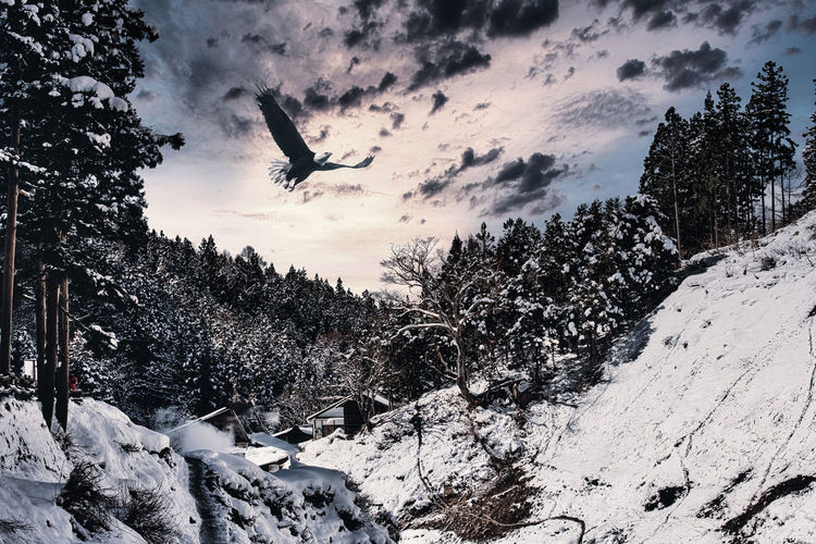 Bird flying over snow covered trees against sky