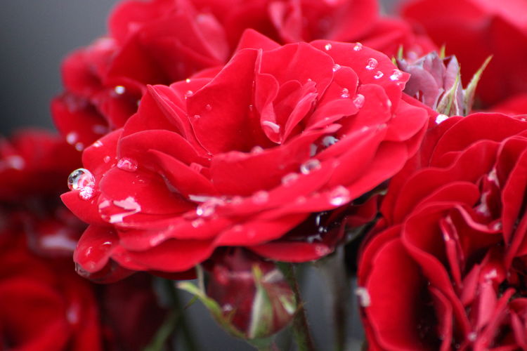 Close-up of wet red rose blooming outdoors