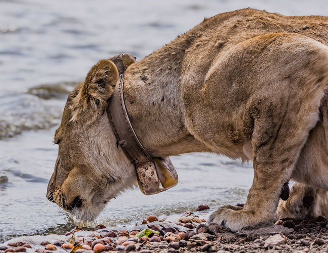 Lioness drinking water angle side