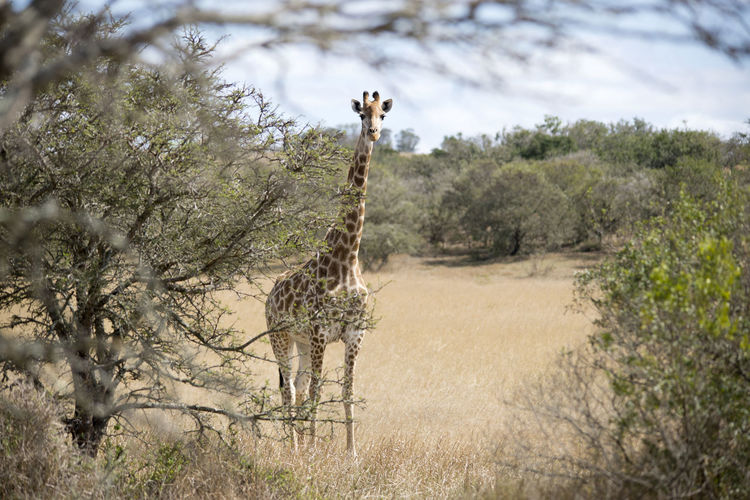 Giraffe in their natural habitat