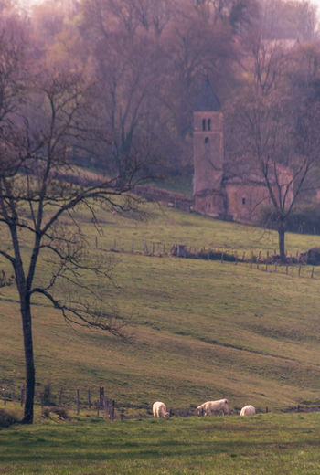 Sheep grazing on field