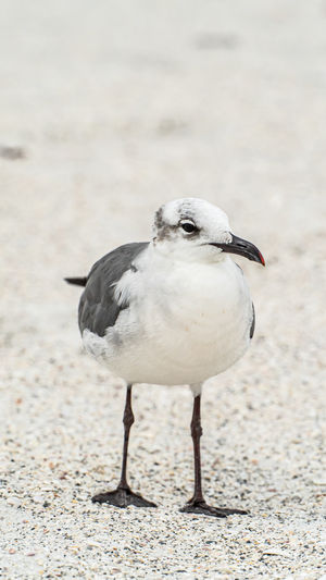 Close-up of seagull perching on land