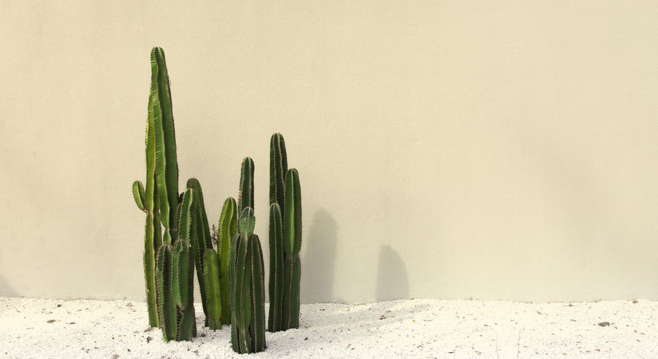 Panorama cactus on yellow pastel background.hipster style.