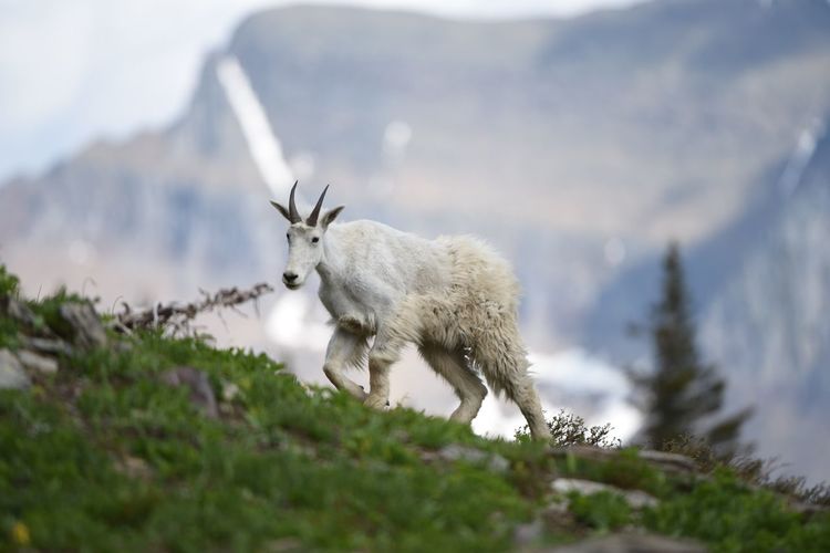Goat walking on hill against mountain