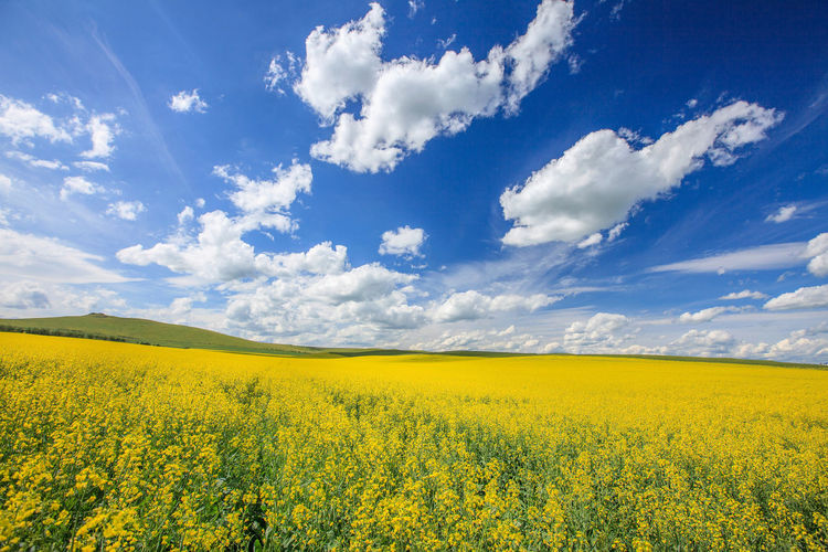 Scenic view of oilseed rape field against cloudy sky