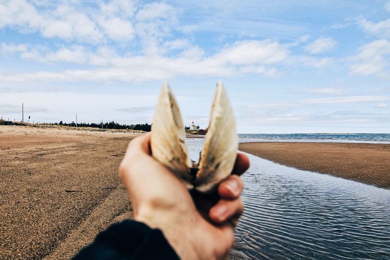 Cropped image of man holding shell at beach against sky