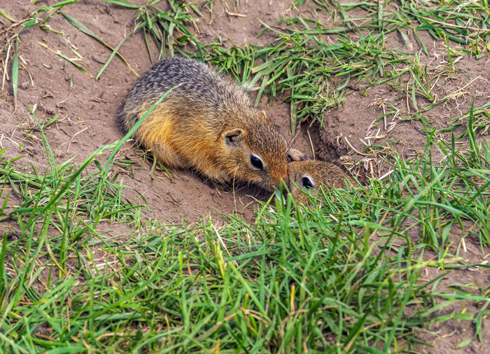 Close-up of squirrel on grassy field