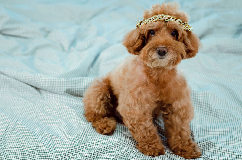 An adorable brown poodle dog with golden necklace putting on his head and sitting on messy bed.