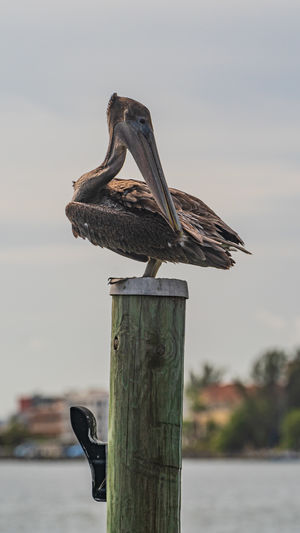 Bird perching on wooden post