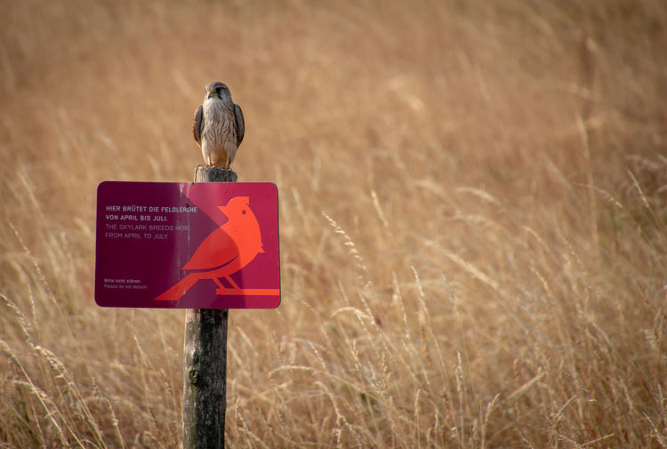 Bird perching on information sign over field