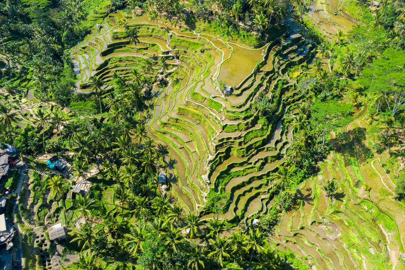 Aerial view of rice field