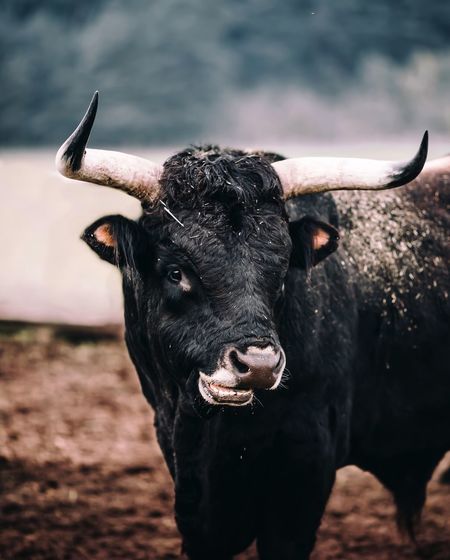Portrait of black cow standing on field