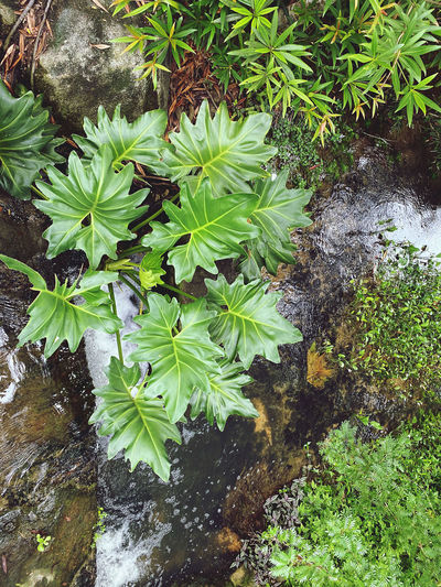 High angle view of plants growing in lake