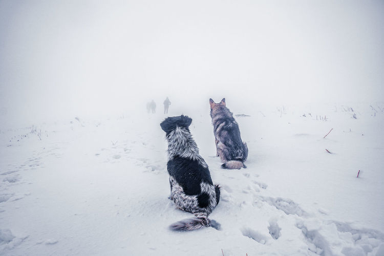 Two dogs on snow covered field