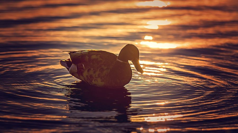 Close-up of crab on shore against orange sky