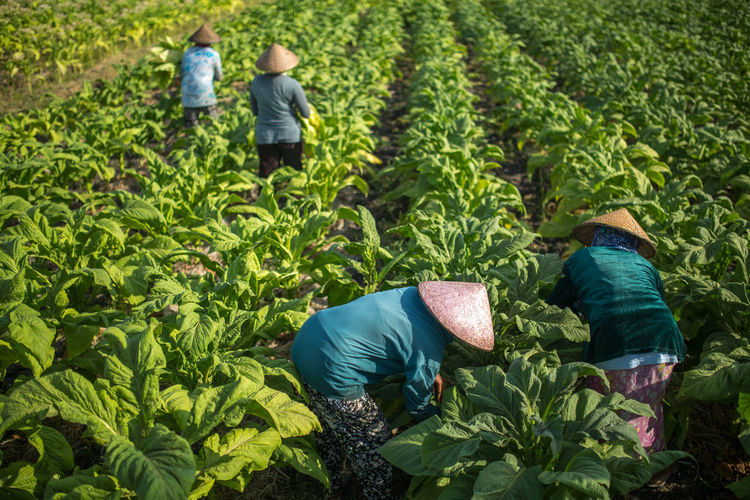 People working at a tobacco plantation.
