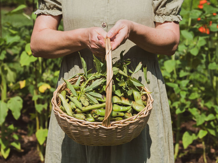 Woman is holding a basket with fava beans.