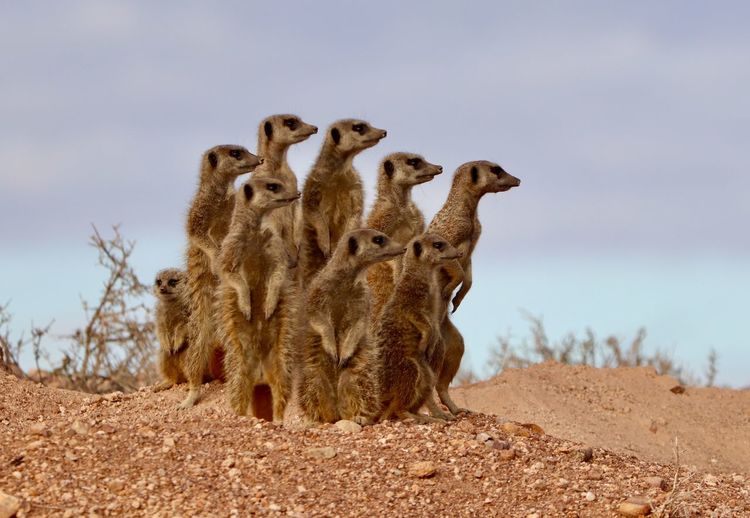 Close-up of lemurs standing on field against cloudy sky