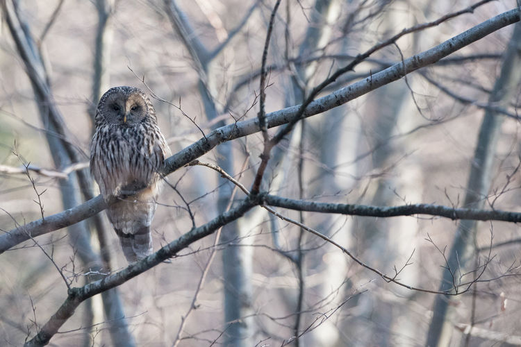 Bird perching on branch