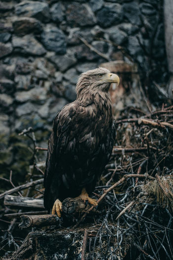 Close-up of eagle perching against wall