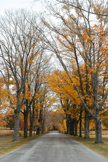 Road amidst bare trees