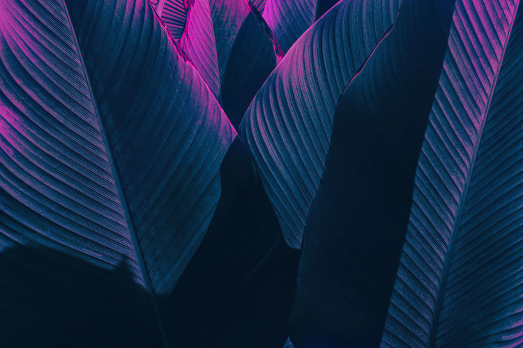 Blue palm leaf texture