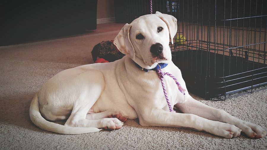 Portrait of dog sitting at home