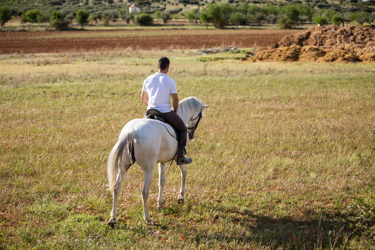 Rear view of man riding horse on field