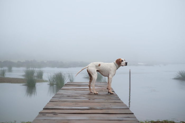 Dog on pier over lake against sky during foggy weather