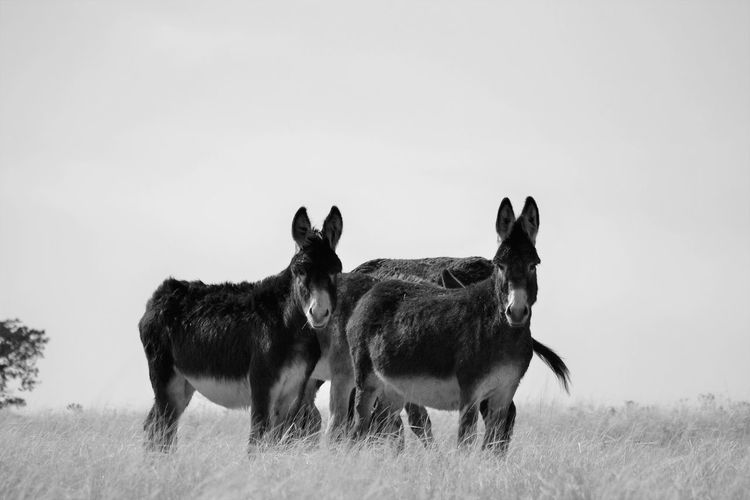 Monochrome animals 