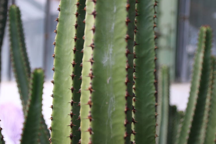 Close-up of cactus